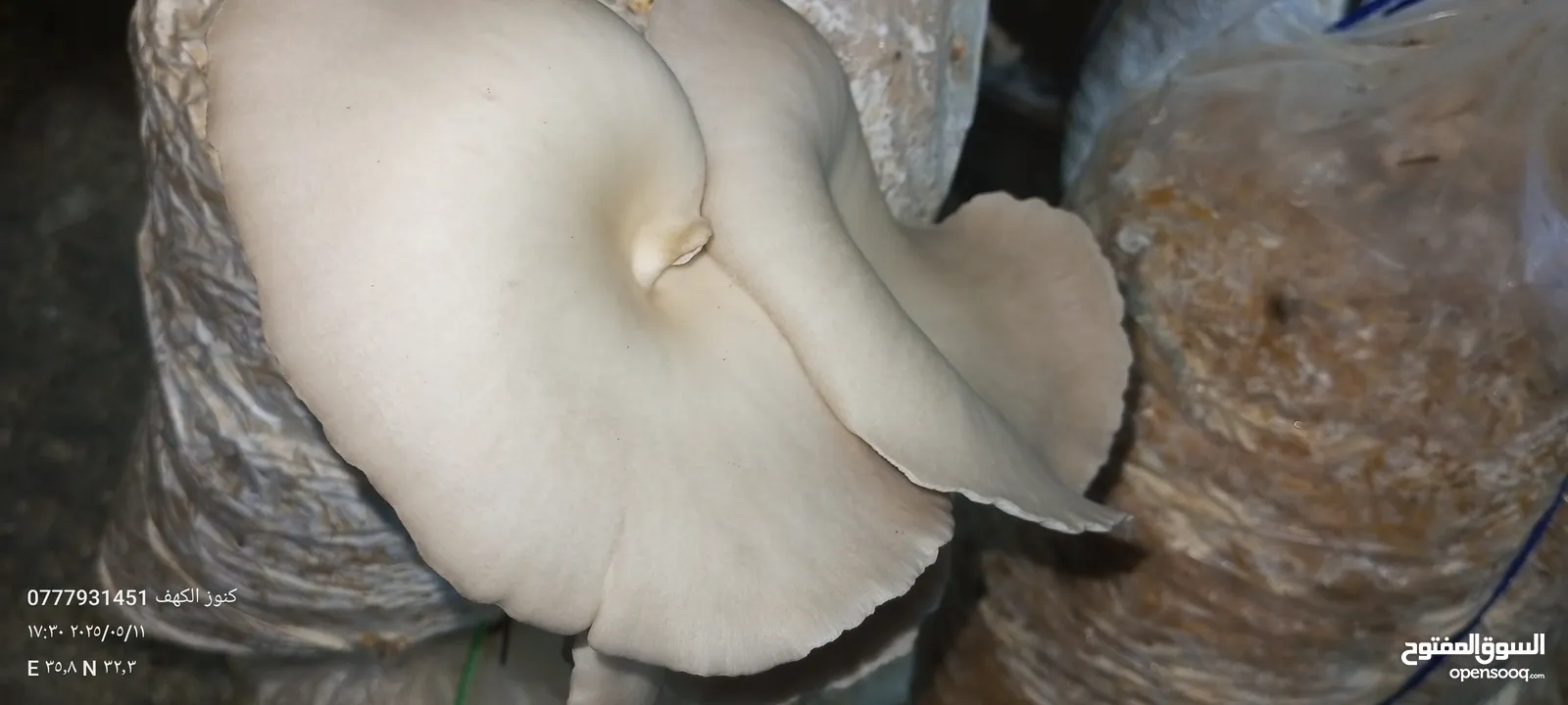 فطر محاري بلدي