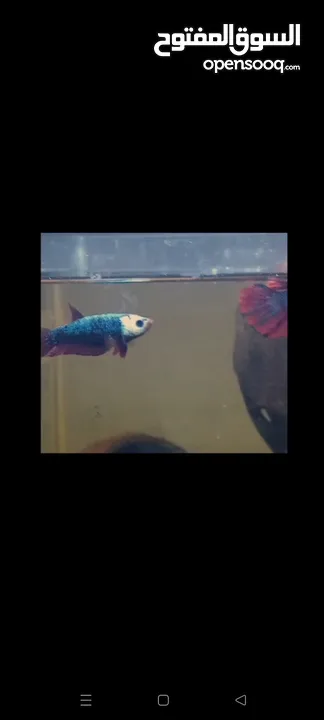 blue marble female betta