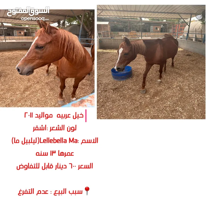 خيول عربيه للبيع