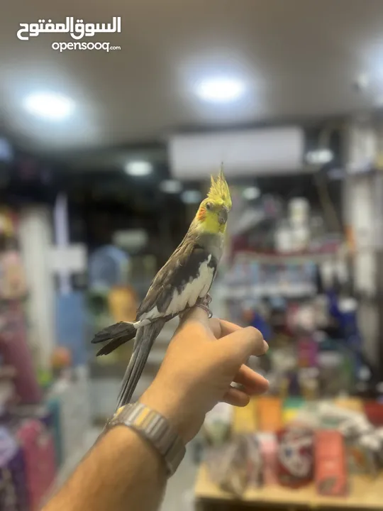 كوكتيل اليف فحل عليه عرض