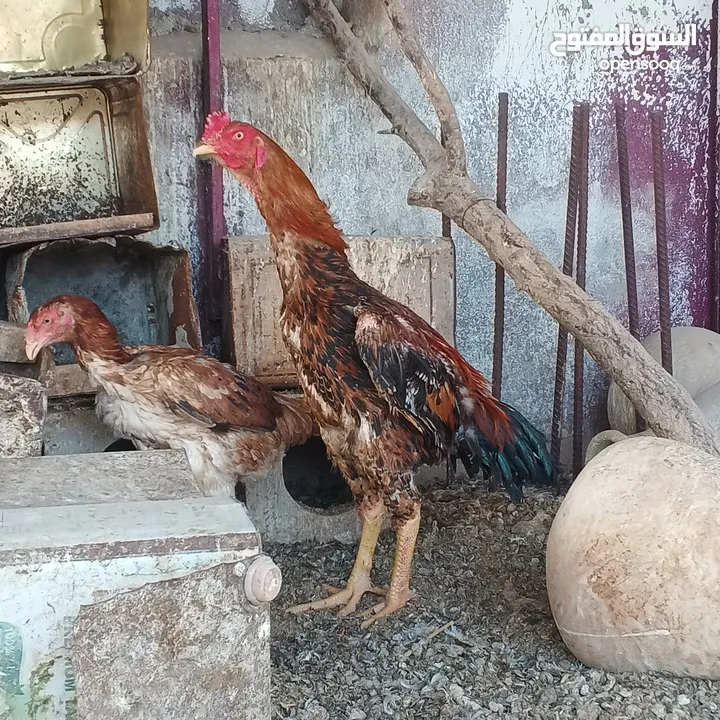 ديك باكستاني نخب النخب عمر سنه وشهر