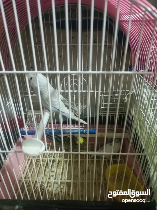 طيور حب للبدل او بيع