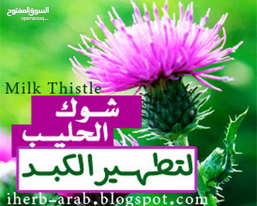 حليب الشوك العضوي مدعم بتركيبه عشبية، لوقاية وعلاج مشاكل والتهابات الكبد وتنقيته