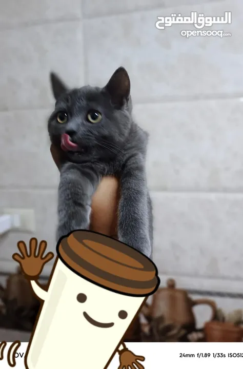 سكوتش ستريت  من ام واب سكوتش صنف عالي