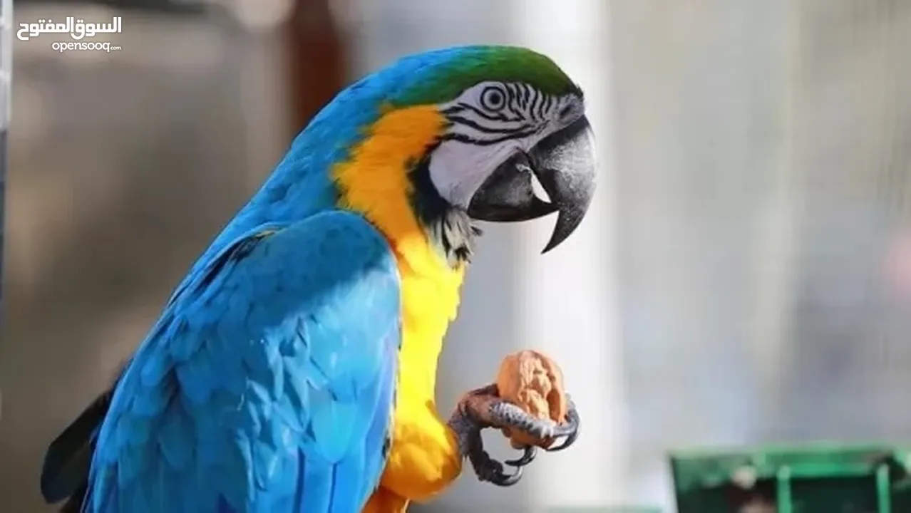 ببغاء المكاو ( macaw parrot )