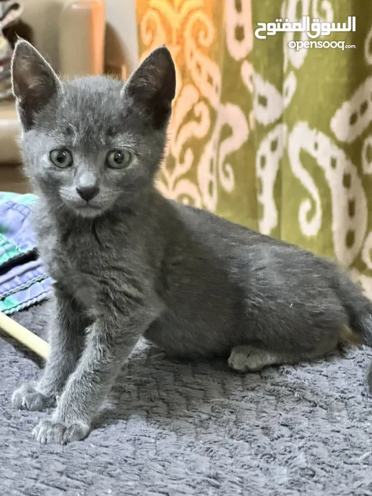 Russian blue kitten hypo allergenic