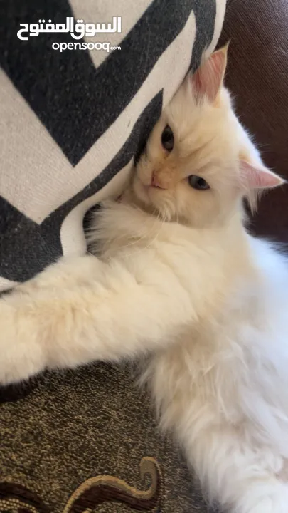 شيرازي للبيع عمرها سنة وشوي سعرها 600(قابل للتفاوض المعقول) اجتماعية وبترد عصحابها ومتعودة عالحمام