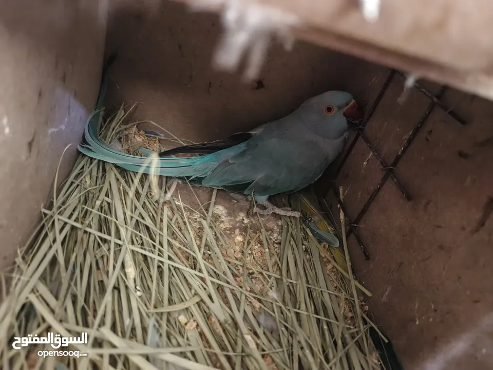 ببغاء كويكر. و دره. و فراخ دره و كويكر  تابع وصف طيور بسعر حرق