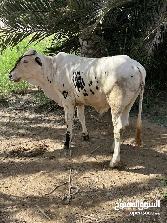 عجل باكستاني فول سمنه صقب بعجل نمساوي او بيع