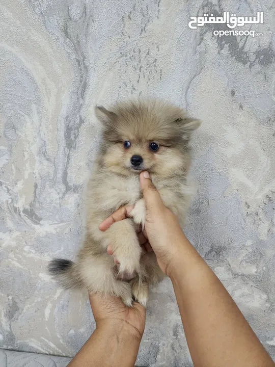 Mini Pomeranian puppies