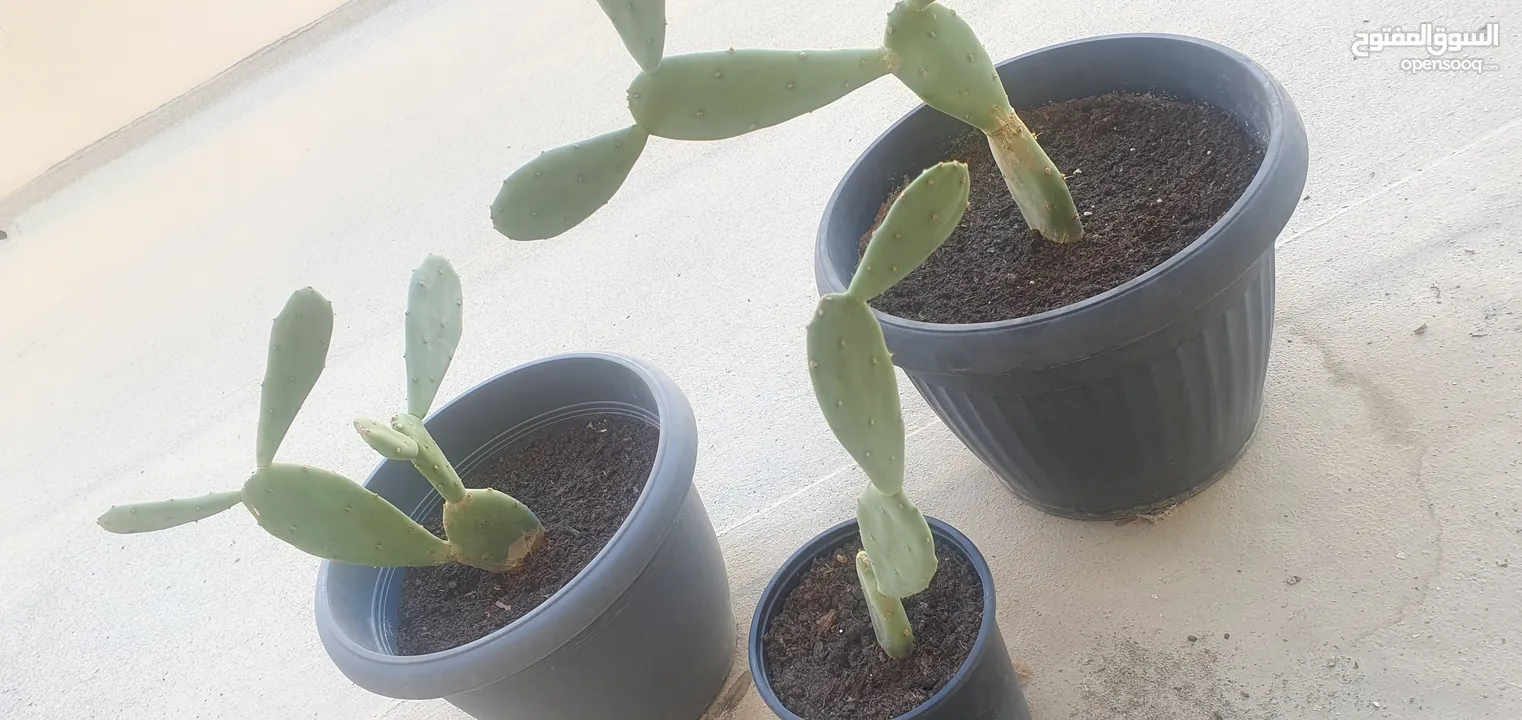 Cactus plants three vases نبات الصبار