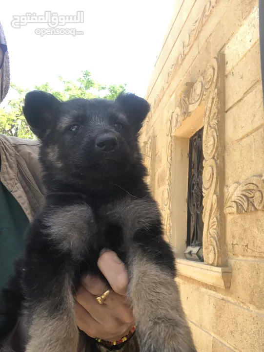 German Shepherd puppies