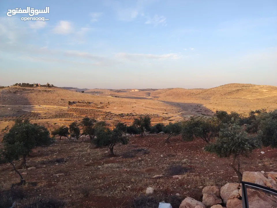 مزرعة لقطة مميزة مشجرة جرش دحل مساحة 3دونمات ونصف