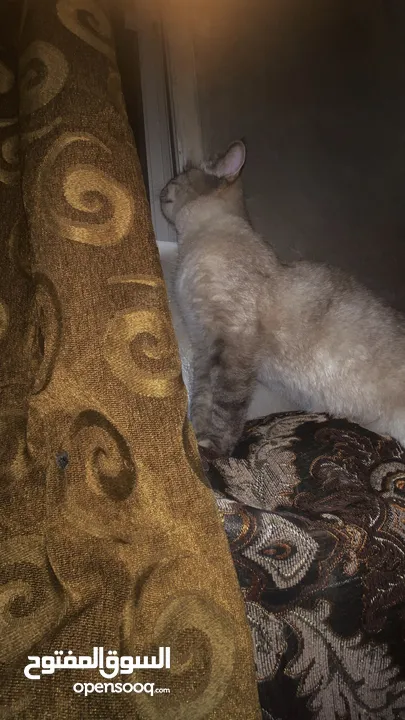قط للبيع ا