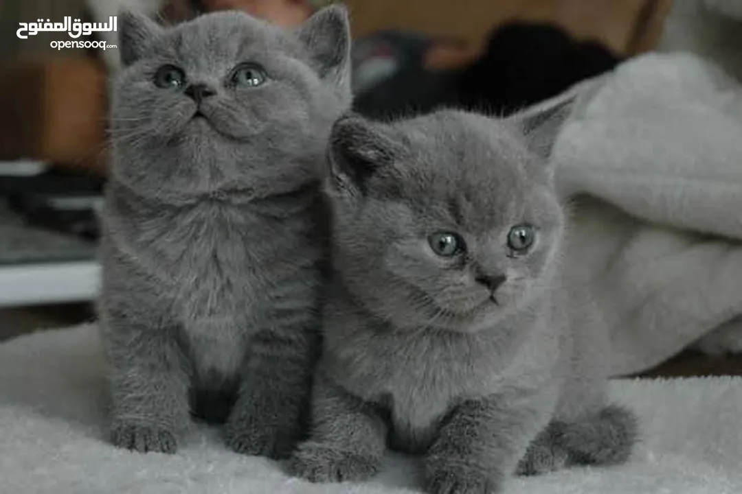 Grey coloured Pure Breed British shorthairs kittens available. coloured eyes males and females