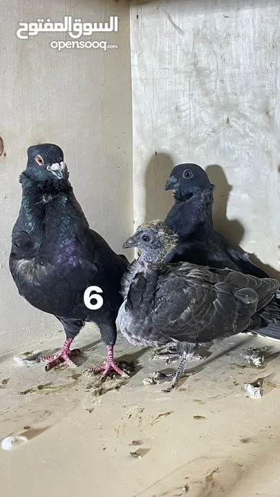 حمام نظيف شغال سعر مناسب لكل جوز_____