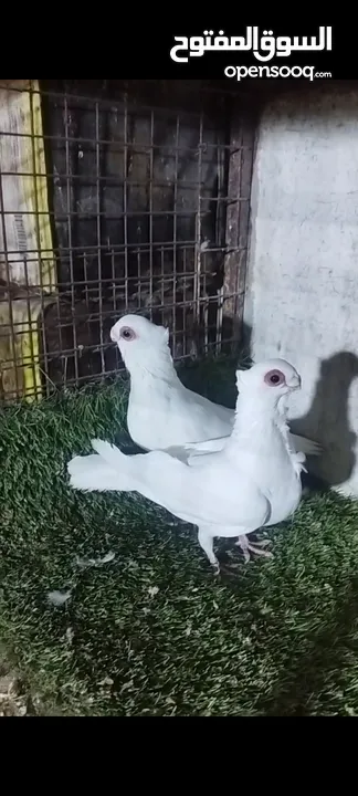 عشر جواز للبيع