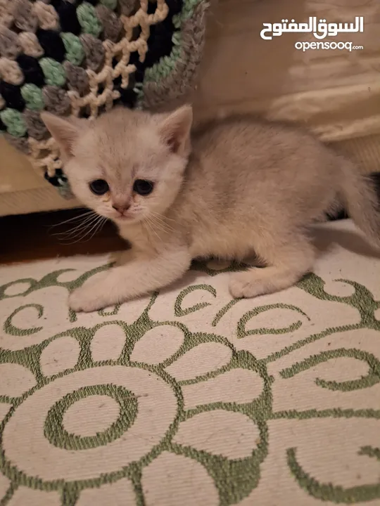 kittens for sale 60 days old    Scottish.