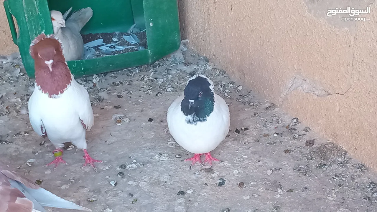 جوز ارباش بطارد ع بيض للبيع