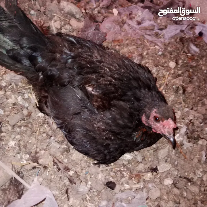 قرقة للبيع كاسحة