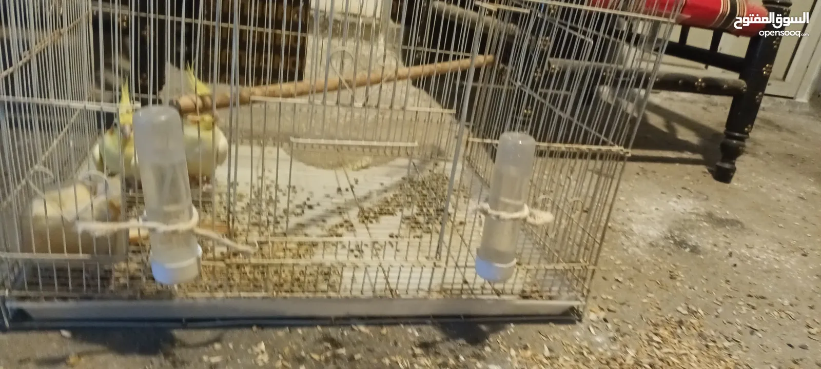 للبيع زوج طيور كوكتيل لاتينو بالصحه ممتازه ومنتجين المواصفات في الوصف