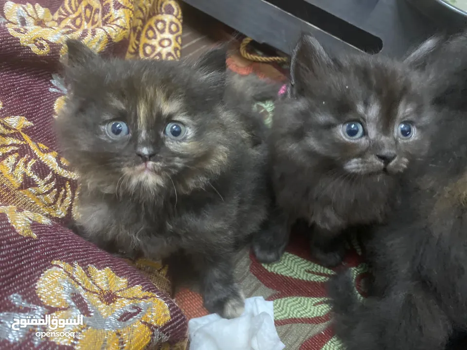 Kittens available for adoption.