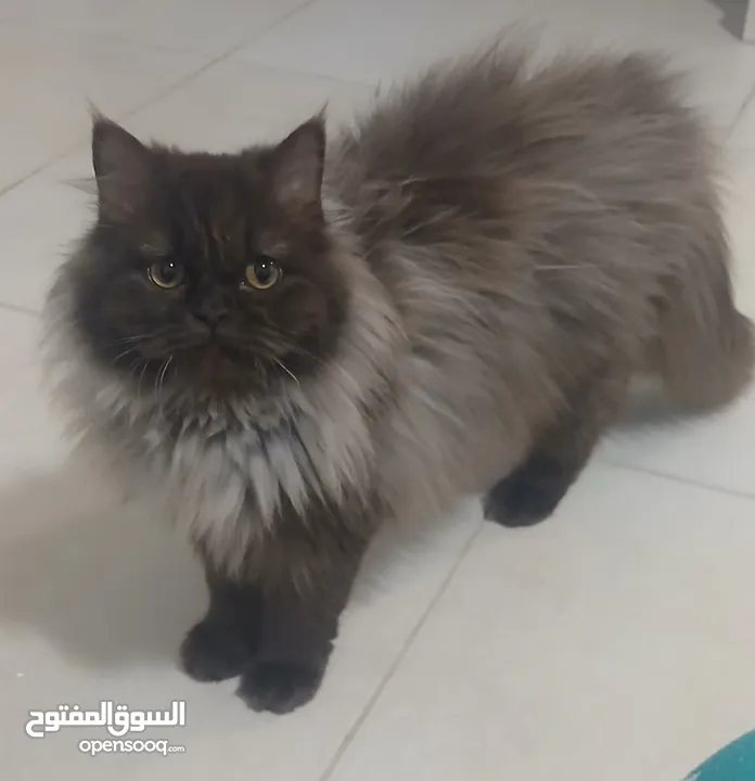 قطط للبيع نوع شانشلا