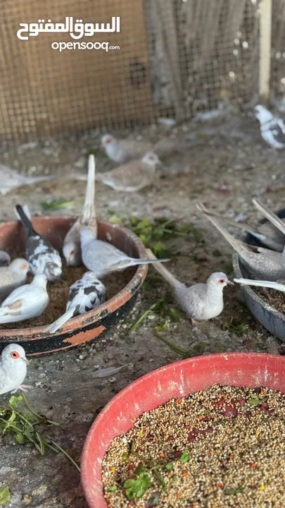 Dove bird pigeon دوف مكس للمهتمين للتربية منتج