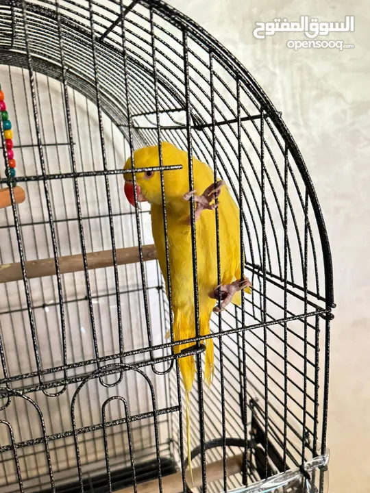 يوجد حبة درة لون اصفر اليف