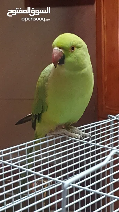 طيره دره جاهزه شبه أليفه