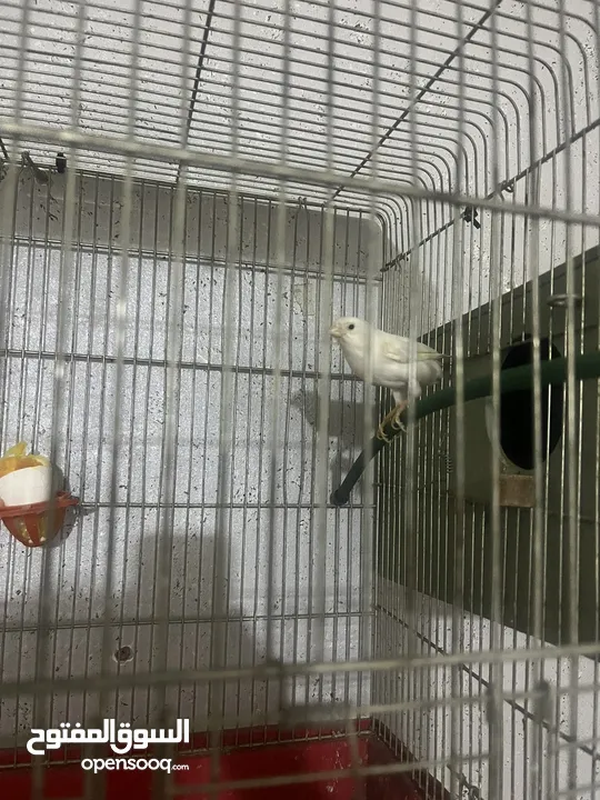 جوز كنار للبيع بداعي السفر اربد شارع السرو