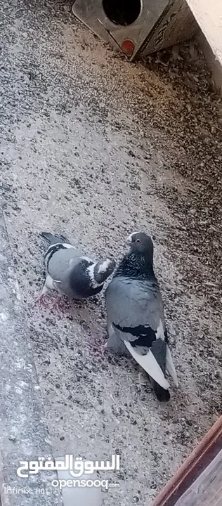 حمام للبيع التفاصيل آخر الاعلان