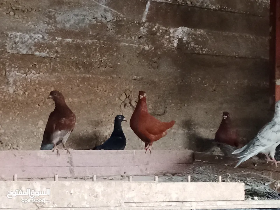 انواع حمام مشكلة للبيع