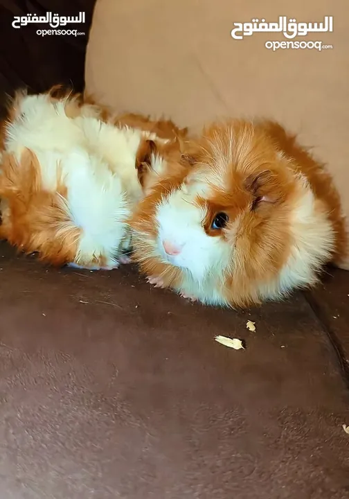 ارنب هندي , ارانب هندية ، guinea pig