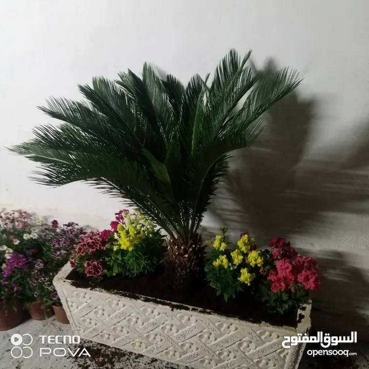شجرنا انتاجنا