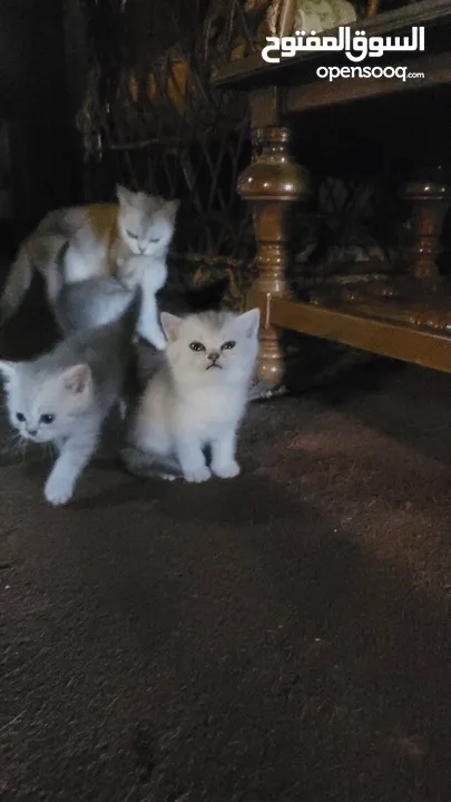 متاح قطط سكوتش ستريت  عدد ثلاثة صحه عمر 47 يوم