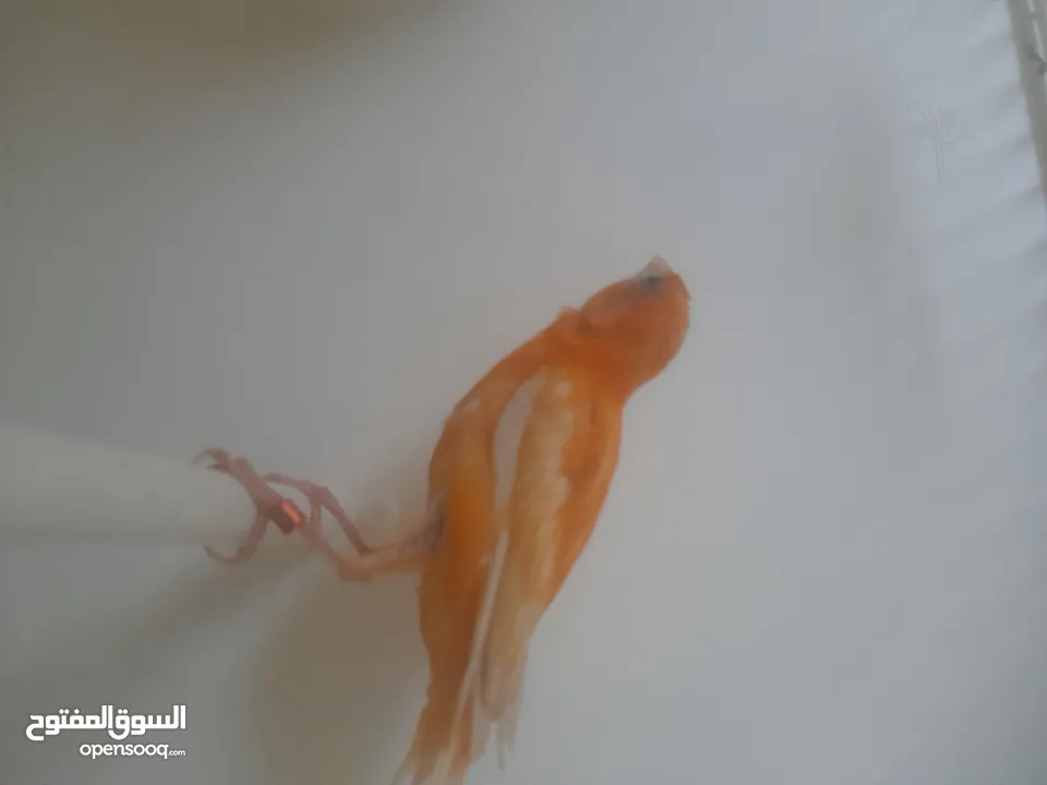 طيرتين للبيع حمر
