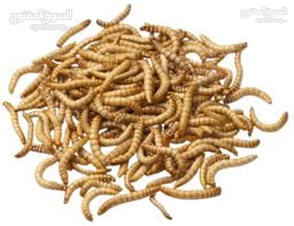 يرقات دود القبابي حي ميلوورم mealworm غذاء ممتاز بروتين حيواني لا يسبب التشحيم للطيور والاسمام