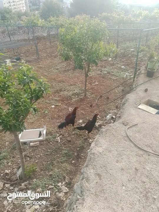 دجاج باكستاني