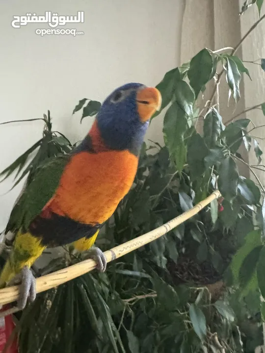 Lovely rainbow lorikeet trained and can do some tricks