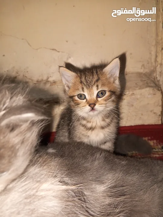 القطط الصغيره عمرهااا 2 شهرين ..القطط الكبيره عمرها 8شهور .. القط الاحمر سنه و3شهور