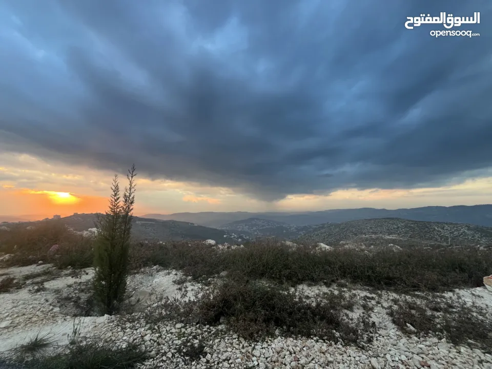 ارض اجنسنيا طابو