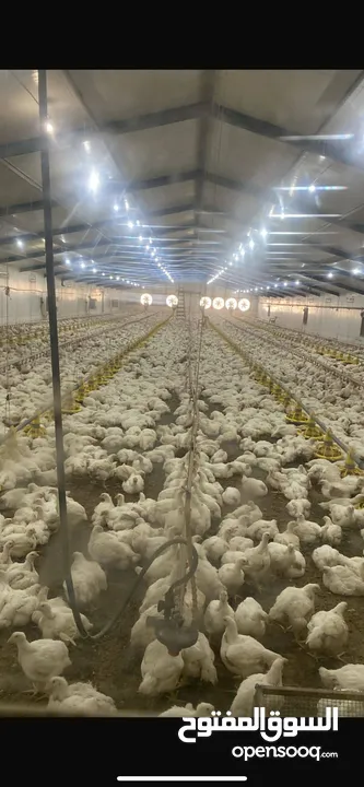 اراض 9 دونم مع مشروع مزرعه جاج مرخصه و موقع استراتيجي قريب ع معبر تجاري و مدخل اهل الداخل محتل