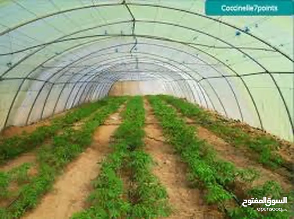 ابحث عن شريك أو مستثمر في زراعة البصل والثوم في نظام البيوت المحمية