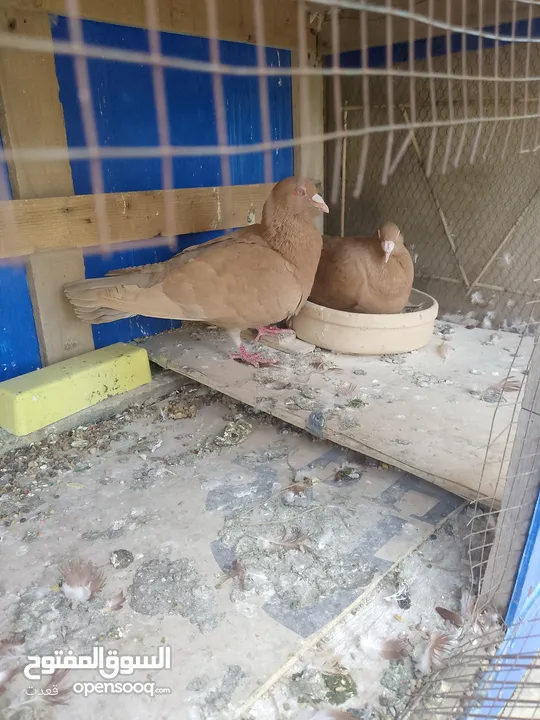 جواز حمام للبيع