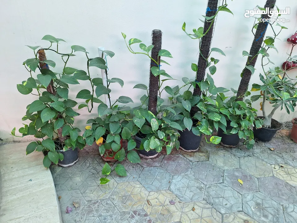 Plants for sale