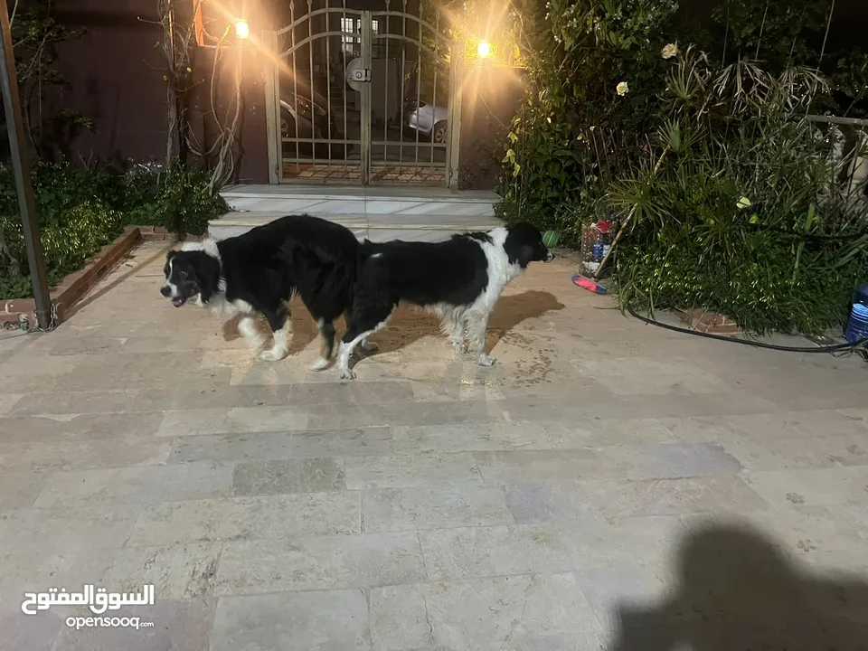 لاول مرة في الوطن العربي اذكى كلب في العالم