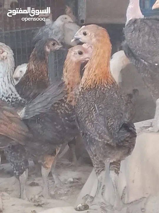 مطلوب اسطول
