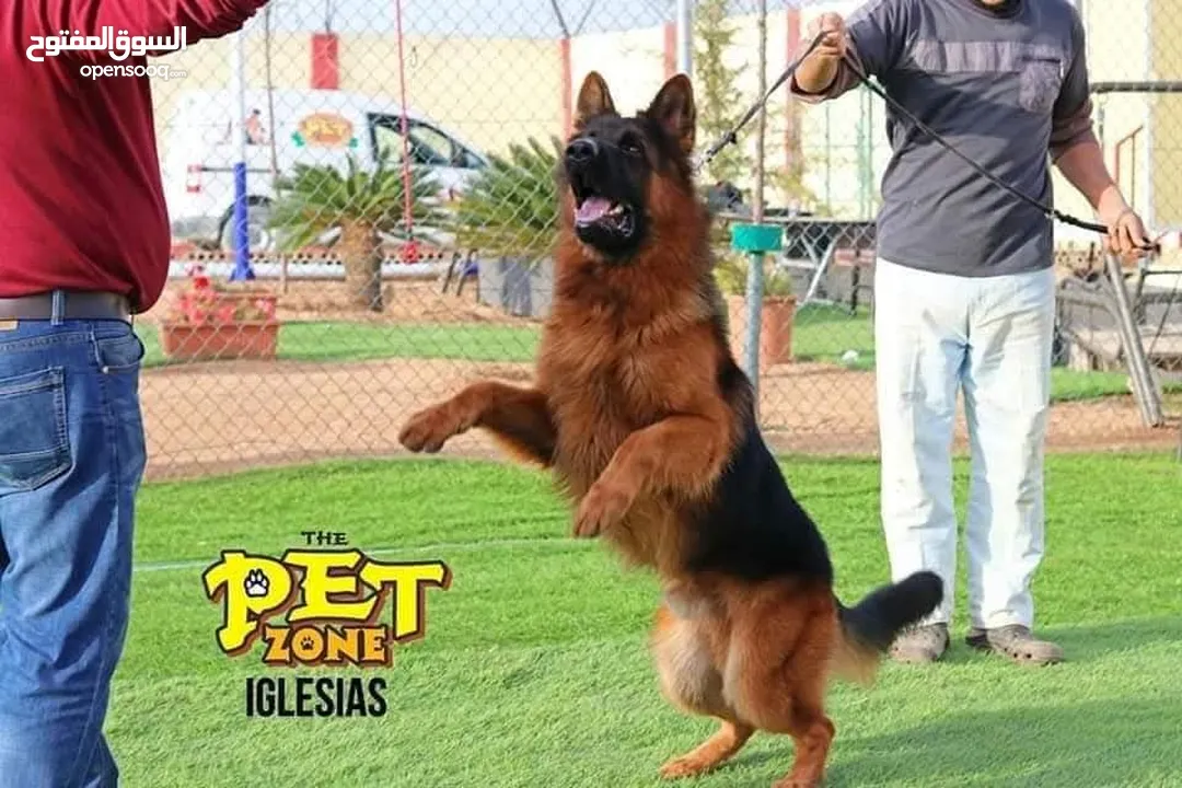 احجز لاقامه كلبك وراحته