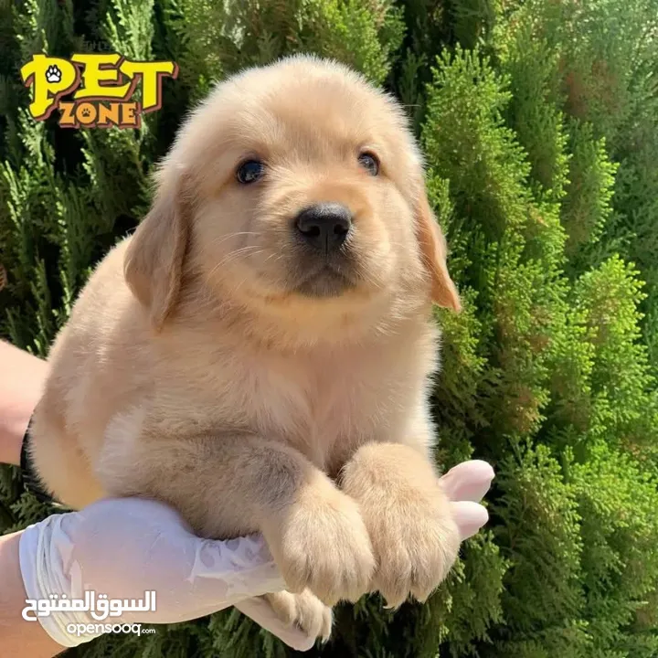 جـــــــــراء جـــــــــــولدن ريتــــــــــريفر